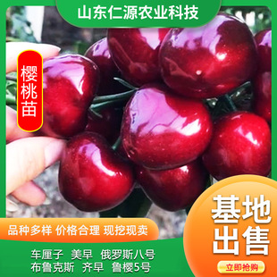 Cherry Seedling Base, Planted in the North and South, Cherry Trees That Bear Fruit in the Same Year, Grafted Cherry Seedlings