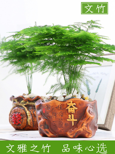 Asparagus Potted Plants, Office Ornaments, Water-Cultured Hydroponic Green Plants, Small Bonsai Shape, Creative Large Asparagus Bamboo Flower Clouds