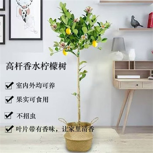 �W�t������ˮ���ʘ���玧��������ʳ���ļ��Gֲ����ˮ���̨�͏d