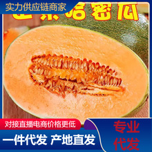 【活动款】正宗哈密瓜脆甜当季新鲜水果甜对接电商直播产地直发