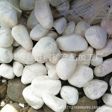 現貨供應機制白石子石米 白色鵝卵石 園林多肉鋪面石廠家批發