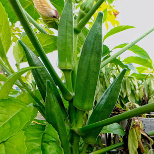 ����N������N��ˮ������N�Ѵ����ﲥ�N�߲˷N�̨ͥԺ�ļ���