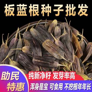 ���{���ķN�Ӱ��{���N�Ӵ����~�N���{������ļ������߲˷N��