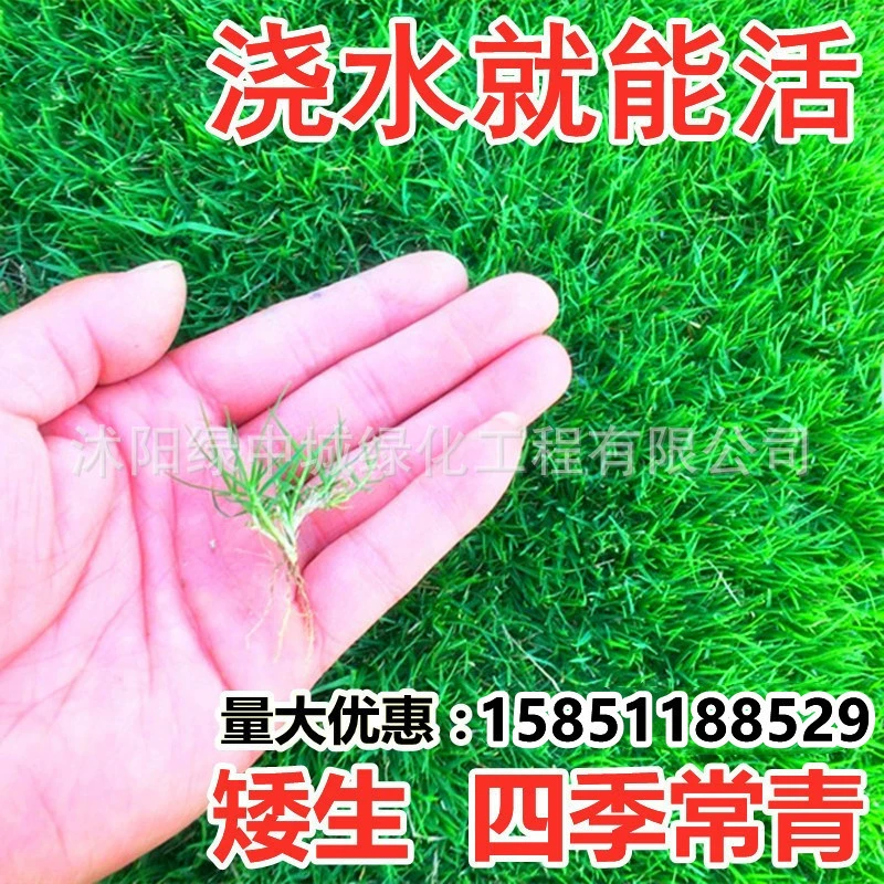 Газон Sod Семена Evergreen All Seasons Озеленение Бермудских Корней Райграсс Ковер Трава Высокая Овсяная Защита Склона Семена Травы