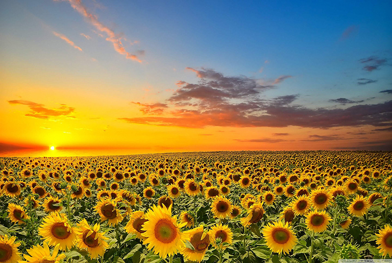 해바라기 꽃 바다