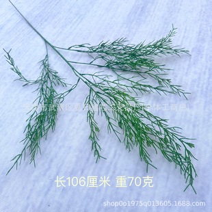 ����Gֲ���T����ѿ�ȸ��N�Gֲ���l���ۼҾ��b�c�Y�õ���ֲ��