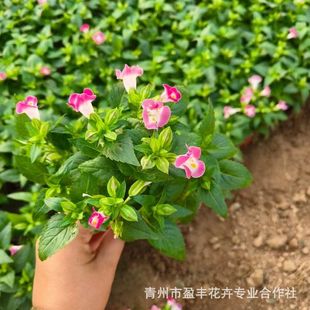 Qingzhou Xiaojin Flower Potted Seedlings, Summer Pansies, Blue Pig Ear Flowers, Red Flower Bed Greening Seedlings, Garden Ornamental Greening, Heat-Resistant