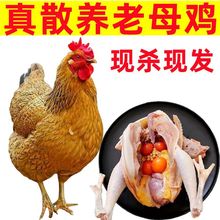 老母鸡山林土鸡现杀3年土鸡散养农村农家鸡肉整鸡生鲜批发