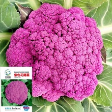 �ϻ�����ɫ���˷N�ӻ�Ҭ���Ѵ���ɼ��ϻ��߲˷N�ӹ�˾���l