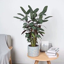 ���w�����������҃ȿ͏d���˺��B�Gֲ��ꎿ���ˮ�������՚�����ȩ