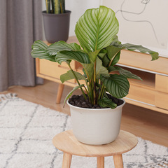 Amazon Nordic Balcony Planting Pots Green Plants Succulent Flower Pots Imitation Pottery Desktop Potted Plants Thickened Resin Flower Pots Wholesale