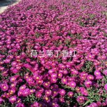 ���Ի��طNֲ�������m�ջ����ɫ���m�վGֲ�^�p��Ҏ���Rȫ����