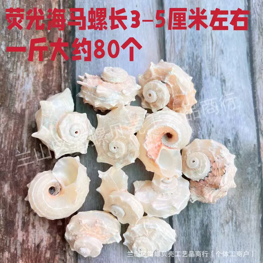 Shell Natural Shell Conch Stars Drifting Bottle Shell Crafts Wholesale Diy Handmade Shell Materials