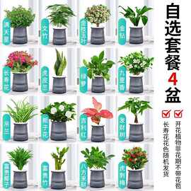 盆栽室内发财树富贵竹文绿箩绿萝水培绿植物薄荷多肉花卉四季好养