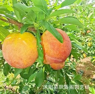 �������Ә���޽����׻����ϱ���ͥԺ�������Ԯ���Y��������
