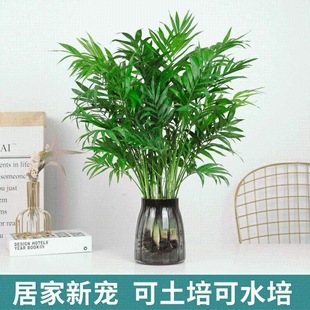 Pocket Coconut Hydroponic Plants, Rich Coconut, Easy to Grow Green Plants and Florals, Water Culture, Office Desktop, Living Room, Mosquito Repellent Bamboo