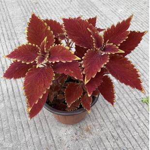 ���~������ ͥԺ�̨�ļ��^�~ֲ��ɫ���G���͟��͕�����K ���K��