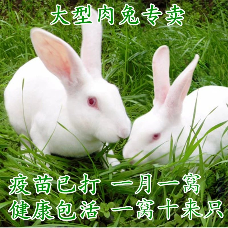 Little white rabbit living creature, a pair of male and female, month and month rabbit, live rabbit, meat rabbit, cub seedlings, giant adult rabbit seedlings
