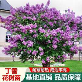 供应丁香花树苗 盆栽植物花卉绿植庭院花坛观花卉紫丁香花苗独杆