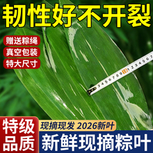����2026�굱������Ұ������ҶҶƬ����հ�װ����ר����Ҷ����