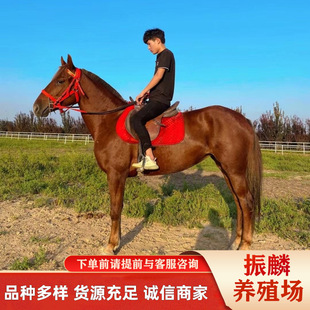 �Rƥ.�ɹ��R.�����R.��Ѫ�R.��Ѫ�R.�T���R.���R�S�ҳ���