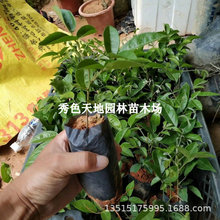 广西发货牛奶大力种植苗小叶中叶牛大力正宗牛大力药材苗南方种植