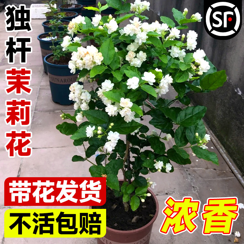 Single-Stem Tiger Head Jasmine Potted Plant with Flower Buds, Blooms All Seasons, Indoor Easy-To-Care-For Green Plant Single-Stem Tiger Head Jasmine Potted Plant with Flower Buds, Blooms All Seasons, Indoor Easy-To-Care-For Green Plant