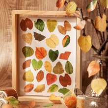 美好的一天胶带 香榭的落叶系列 创意植物手帐DIY装饰贴画8款