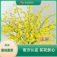 高级跳舞兰云南基地批发鲜花红心水养兰花真花文心兰客厅