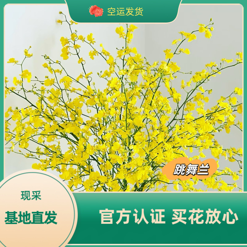 高级跳舞兰云南基地批发鲜花红心水养兰花真花文心兰客厅