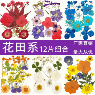 PressedFlower Combination Dried Flower Embossed Wholesale Material Pack DIY Flower Book Table Lamp Sign Plant Specimen