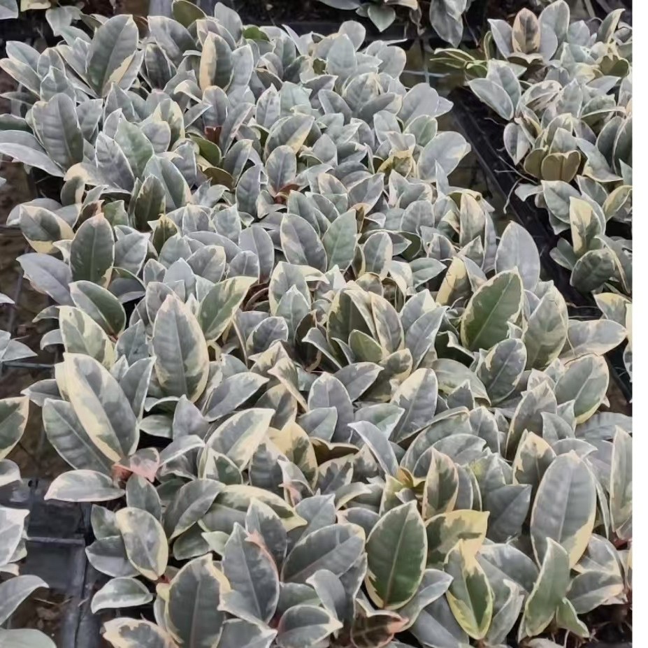 花金刚穴盘苗Ficus橡皮树室内外绿植盆栽橡胶榕树