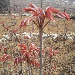 �㴻���������t���㴻����r�����t���㴻��N��ʳ���㴻�����l