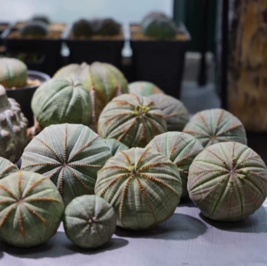 Текстурированное растение с корнями в виде шара, европейский стиль, текстурированный шар, суккулент, модный редкий дорогой кактус без шипов в горшке