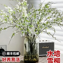 ѩ���r֦���������Ը�֦ˮ�Bˮ��ֲ��͏d�k�����̨�҃Ȼ��ܾGֲ