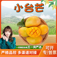 【严选】海南小台芒 代发3/5斤台农一号新鲜应季孕妇水果非甜心芒
