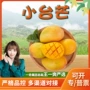 海南应季新鲜热带芒果