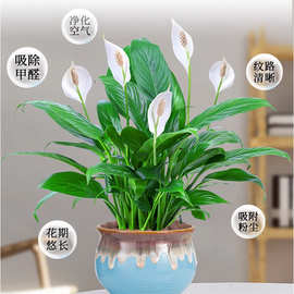 一帆风顺水培植物白掌盆栽室内好养花卉大盆绿植水养白掌四季易活