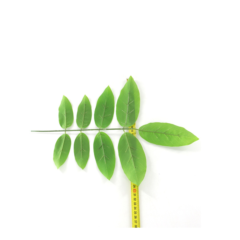 核桃叶单枝 (3).jpg