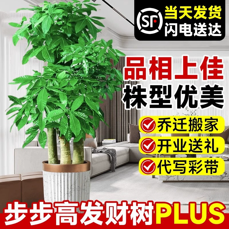 BBK Денежное дерево, трехполюсное, оригинальное, для гостиной, большое горшечное растение, большое зеленое растение, подарок на новоселье, новый домашний офис, подарок на открытие