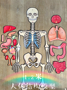 Human Body Structure Model Skeleton Organs Internal Organs Disassembly Body Skeleton Movable Structure Teaching Aids Kidsren's Educational Toys