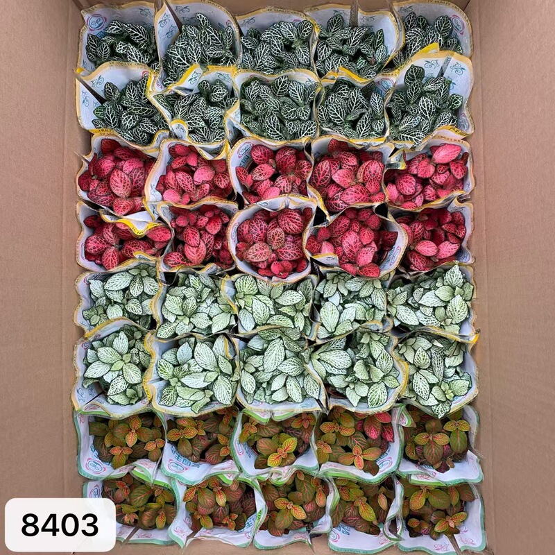 Wholesale Flower Potted Plant Base Micro Landscape Creative Desktop Small Potted Green Plants Mixed Mesh Grass Green Plants
