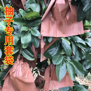 Pomelo bagging red meat pomelo three red honey pomelo insect bird fruit Majia pomelo double three-layer 30/32 wholesale