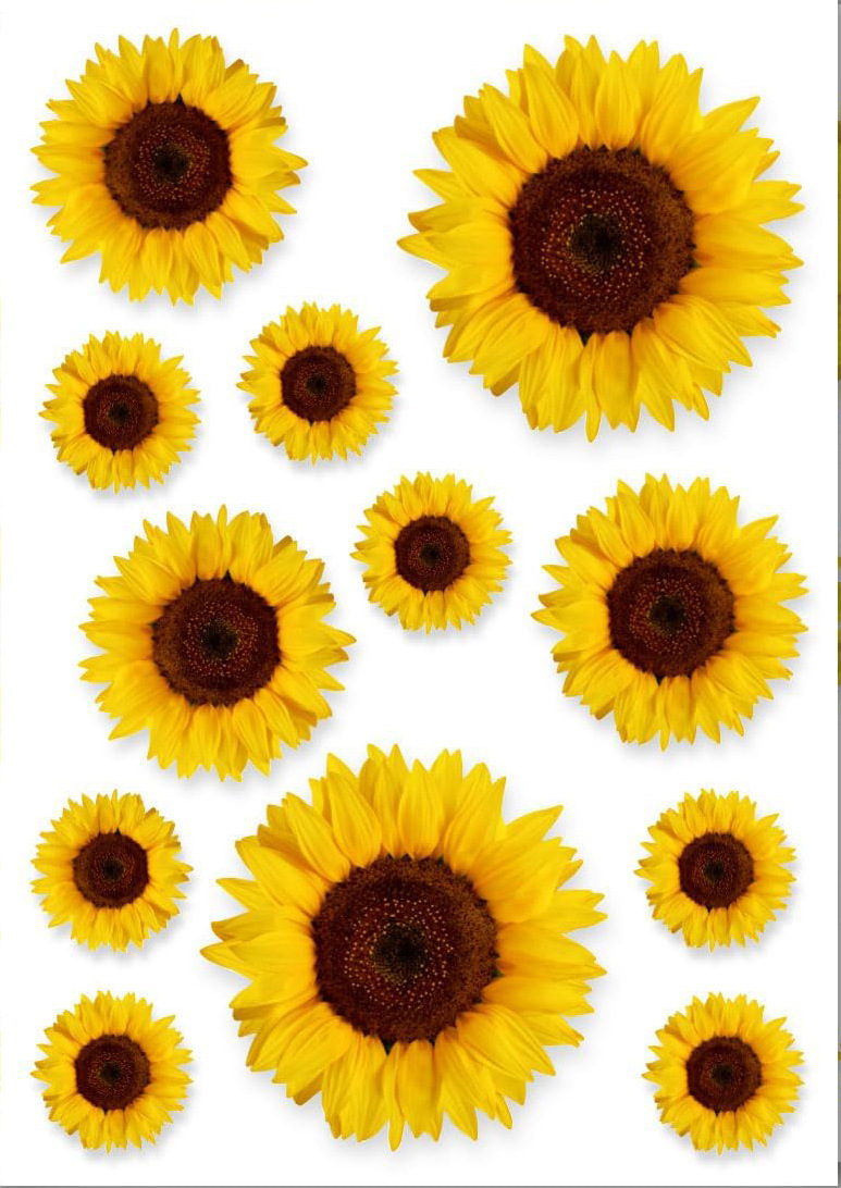 Nuevos pegatinas de flores de Amazon anti-UV trébol crisântemo pegatinas de automóviles pegatinas impermeables para bicicletas