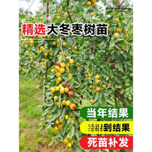 ش󶬗tϱԵͥԺļNֲ