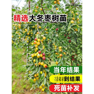 �����������ش󶬗��t������������ϱ������Ե���ͥԺ�ļ��Nֲ