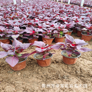 Cockscomb Seedlings Shandong Qingzhou Large Supply of Seasonal Grass Flowers Red Leaves Green Leaves Cockscomb Flower Large and Small Pots Urban Public