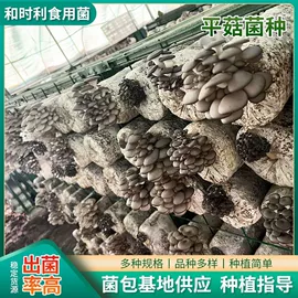 菌菇种苗;平菇;库存农产品