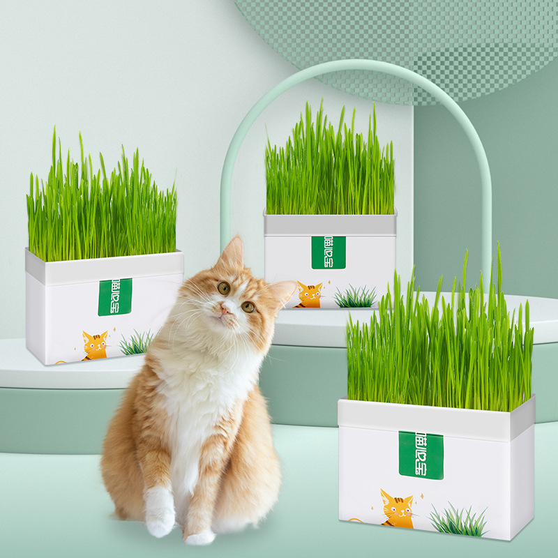 Cat grass nuevo bolsillo cebada en maceta perezosa hidroponía sin suelo gatos herbaceous bulb cat snack
