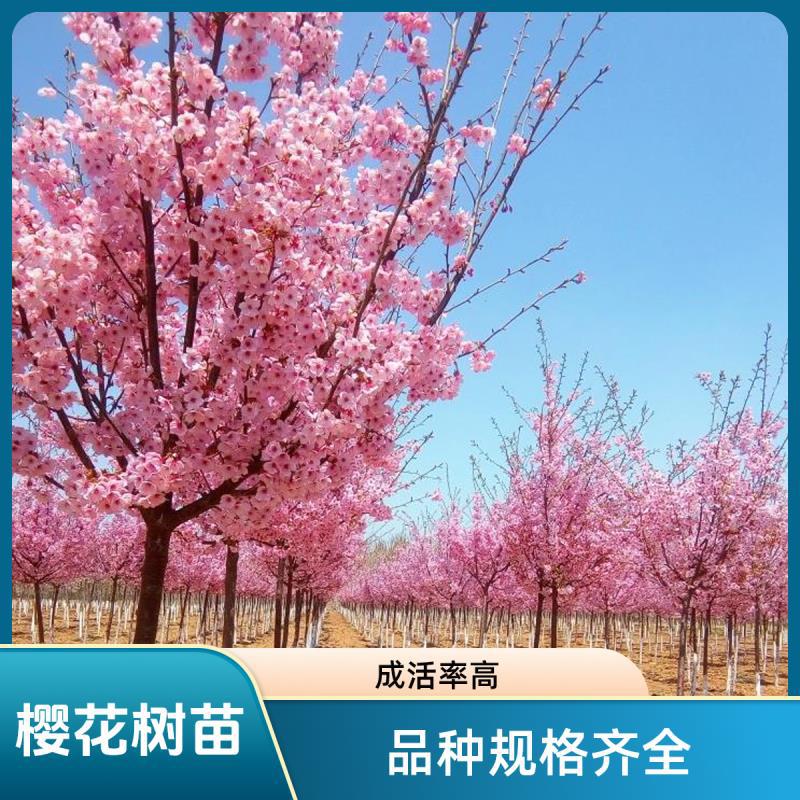 树苗苗日本嫁接树苗早樱晚樱小苗绿化苗当年开花